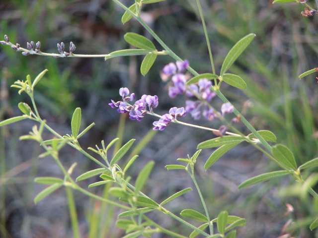 Pediomelum linearifolium (Narrowleaf indian breadroot) #26443