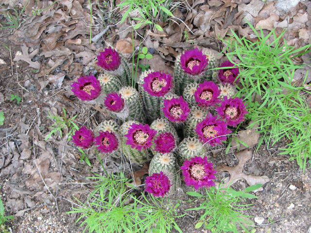 Echinocereus reichenbachii (Lace hedgehog cactus) #26449