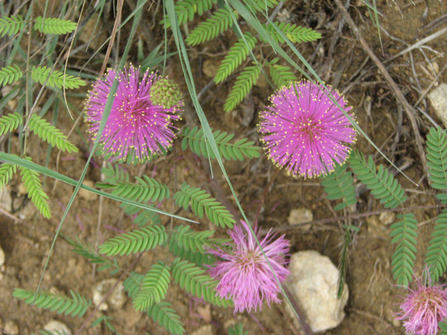 Mimosa roemeriana (Roemer's mimosa) #26474