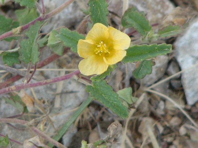 Sida abutifolia (Spreading fanpetals) #26485