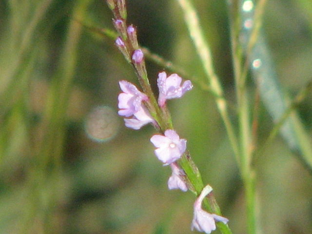 Verbena halei (Texas vervain) #26505