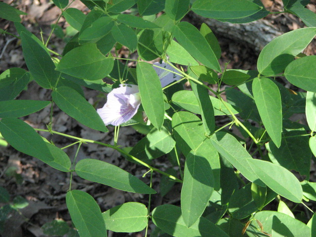 Clitoria mariana (Atlantic pigeonwings) #26559