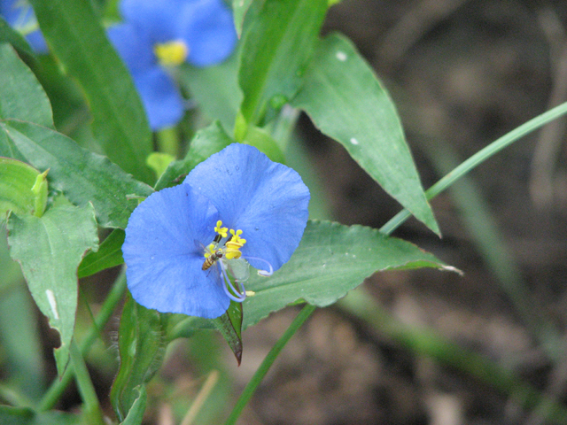 Commelina erecta var. erecta (Whitemouth dayflower) #26566