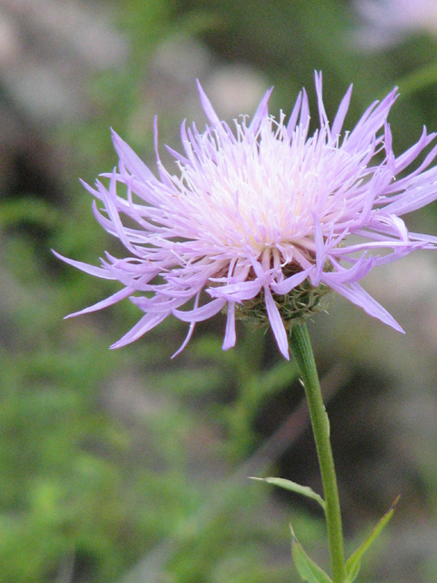 Centaurea americana (American basket-flower) #26567