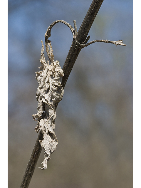 Ambrosia trifida (Great ragweed) #26706