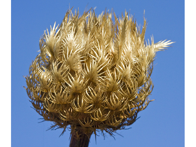 Centaurea americana (American basket-flower) #26732