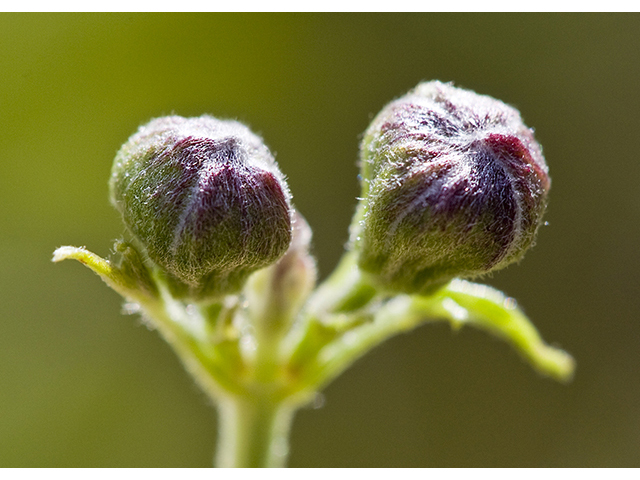 Clematis drummondii (Old man's beard) #26745