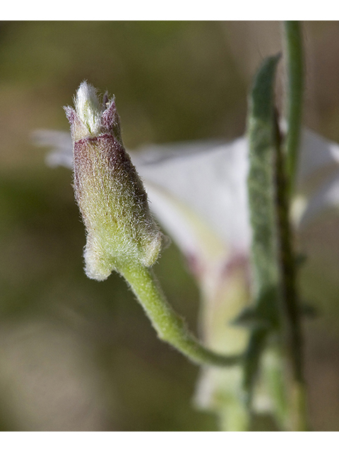 Convolvulus equitans (Texas bindweed) #26751