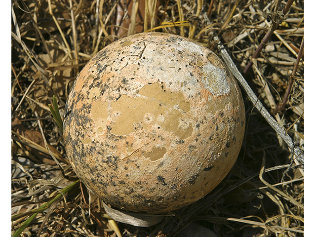 Cucurbita foetidissima (Stinking gourd) #26762