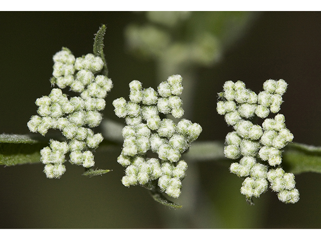 Eupatorium serotinum (White boneset) #26778