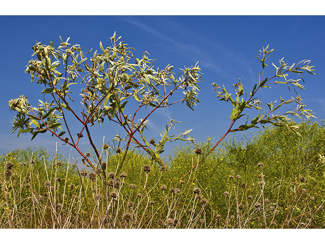 Euphorbia bicolor (Snow on the prairie) #26779