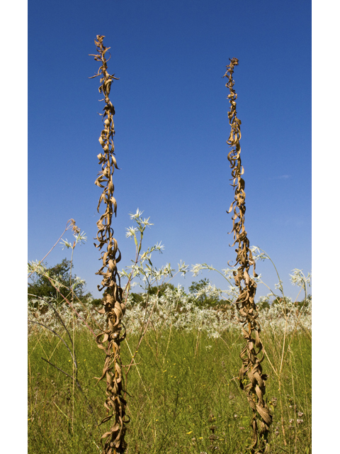 Solidago altissima (Tall goldenrod) #27689