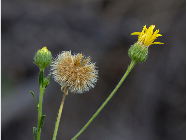 Chrysopsis pilosa (Soft goldenaster) #59287