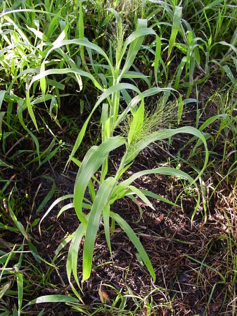 Panicum capillare (Witchgrass) #19372