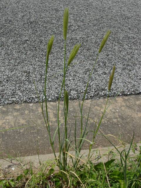 Chloris virgata (Feather fingergrass) #19387