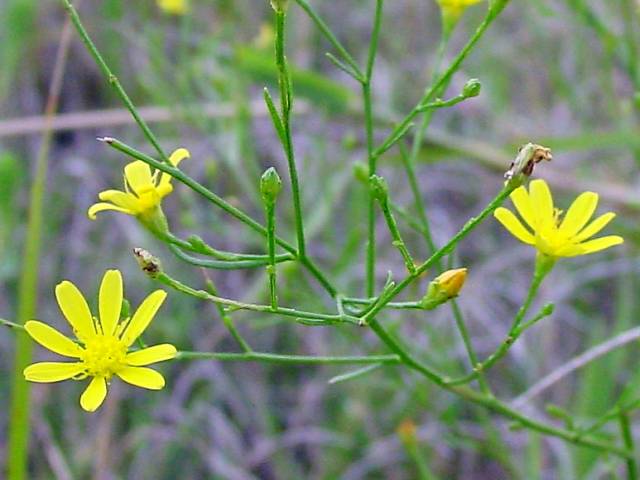 Amphiachyris dracunculoides (Prairie broomweed) #19400