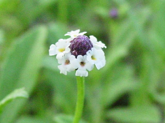 Phyla nodiflora (Texas frogfruit) #19410