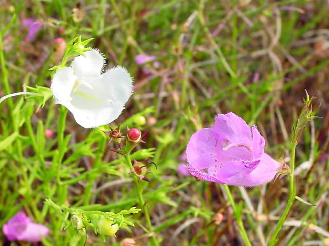 Agalinis heterophylla (Prairie agalinis) #19422