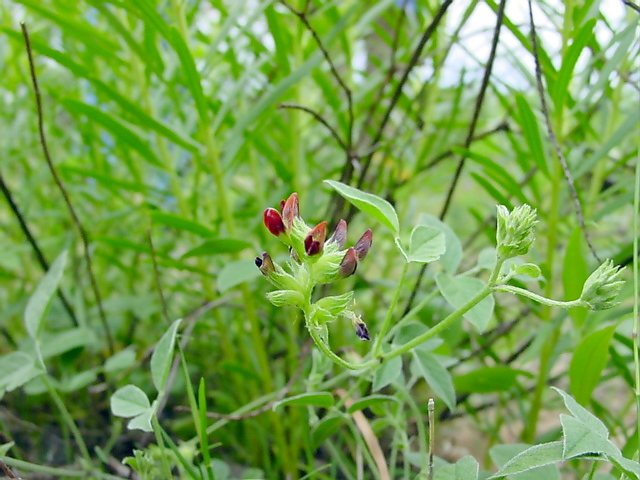 Pediomelum rhombifolium (Gulf indian breadroot) #19450