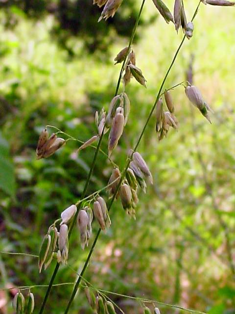 Melica nitens (Three-flower melic) #19459