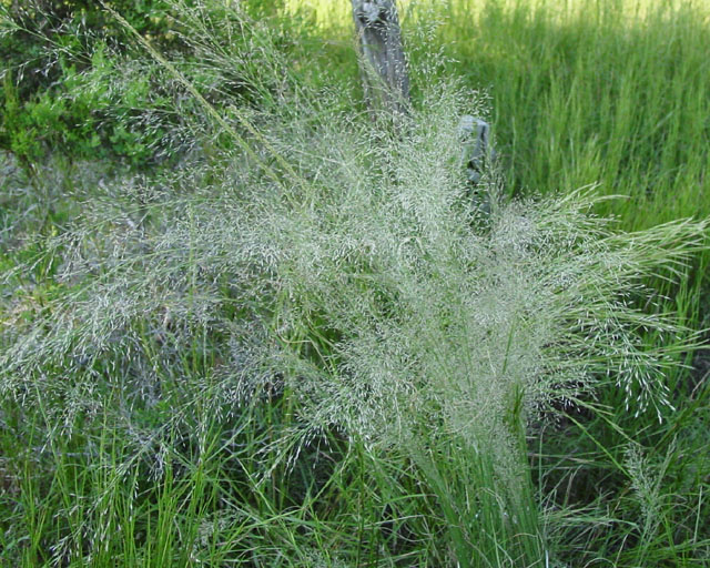 Muhlenbergia involuta (Canyon muhly) #16854