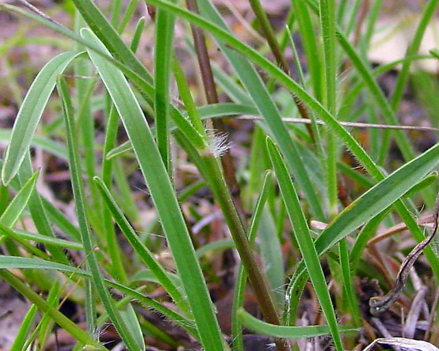 Erioneuron pilosum (Hairy woollygrass) #16867