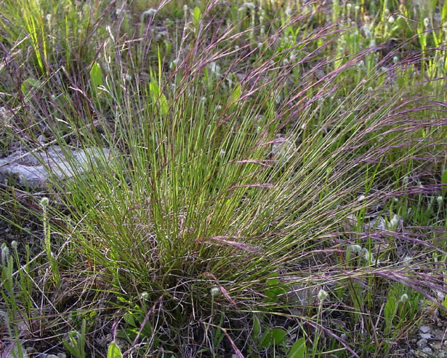 Aristida purpurea (Purple threeawn) #16891