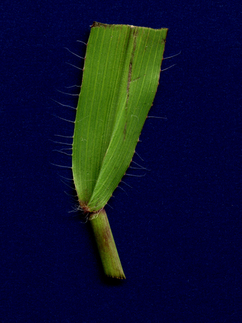 Paspalum setaceum (Thin paspalum) #28179