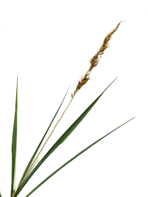 Sorghastrum nutans (Indiangrass) #28184