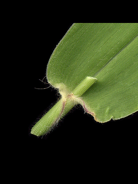 Urochloa texana (Texas signalgrass) #90188