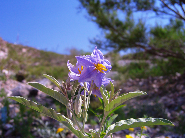 Solanum elaeagnifolium (Silverleaf nightshade) #20729