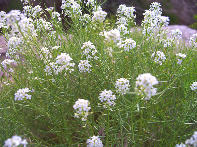 Lepidium montanum (Mountain peppergrass) #20752