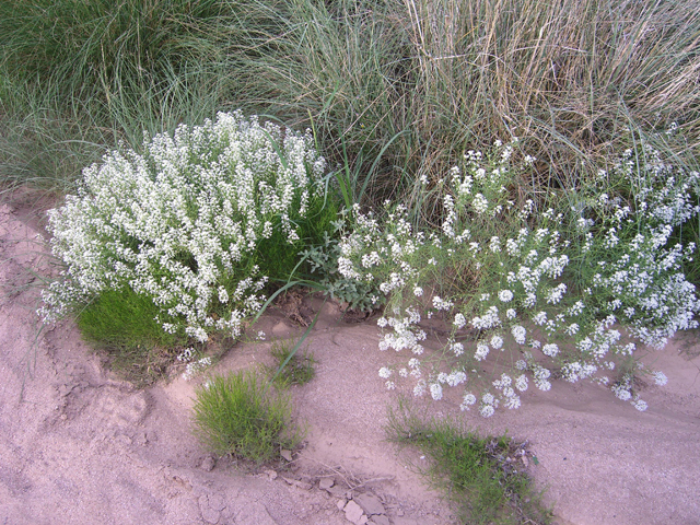 Lepidium montanum (Mountain peppergrass) #20756