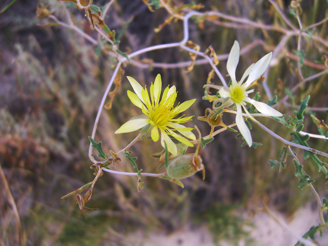 Mentzelia multiflora var. multiflora (Adonis blazingstar) #20764