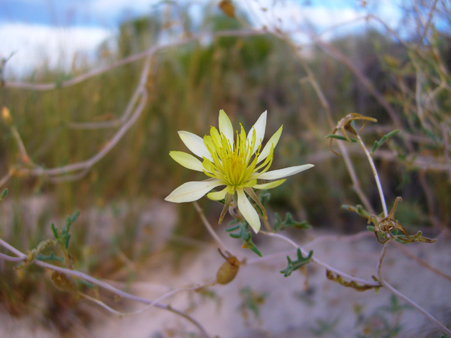 Mentzelia multiflora var. multiflora (Adonis blazingstar) #20765