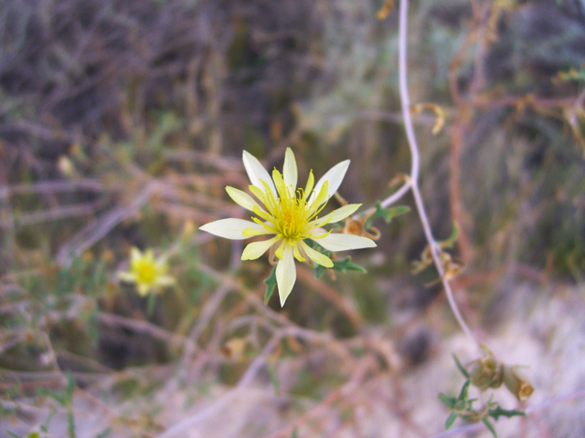 Mentzelia multiflora var. multiflora (Adonis blazingstar) #20767