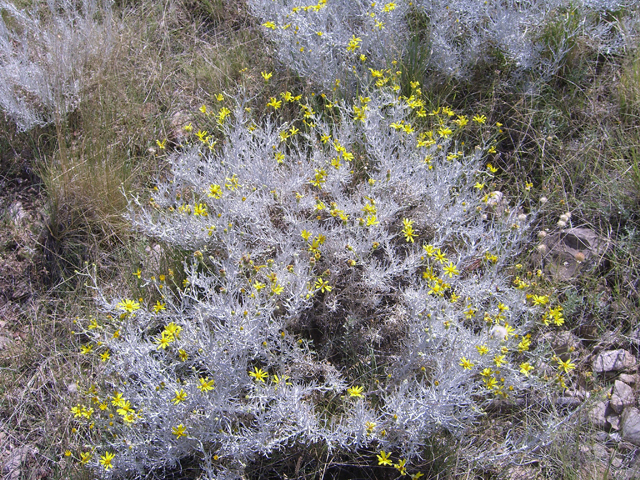 Senecio flaccidus var. flaccidus (Threadleaf ragwort) #20773