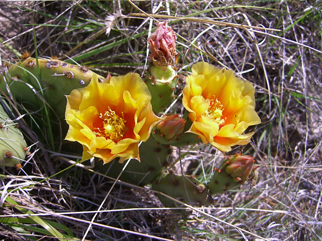 Opuntia phaeacantha (Tulip prickly pear) #27416