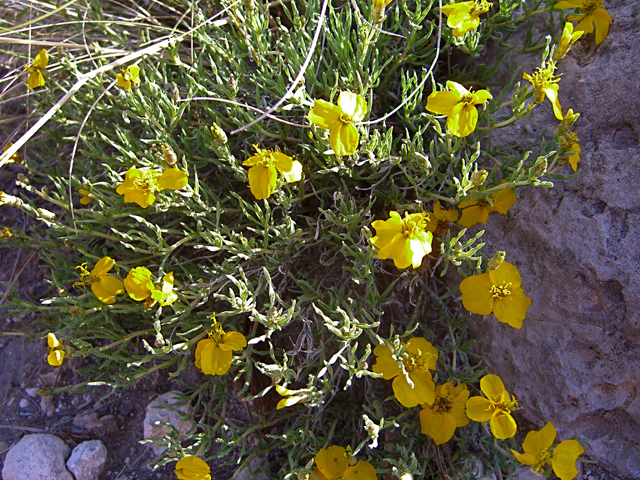 Zinnia grandiflora (Plains zinnia) #27417