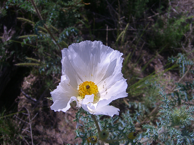 Argemone polyanthemos (Crested pricklypoppy) #27431