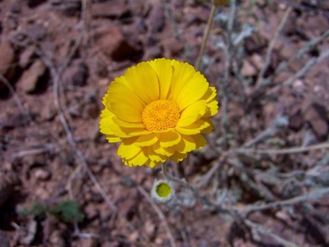 Baileya multiradiata (Desert marigold) #27437