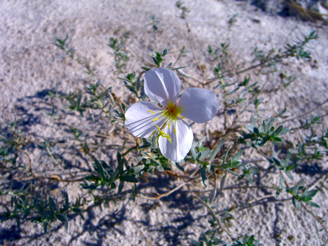 Oenothera pallida ssp. runcinata (White sands evening primrose) #27467