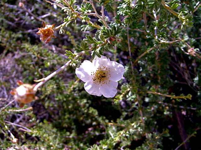 Fallugia paradoxa (Apache plume) #27480