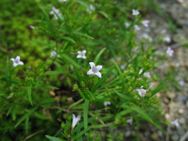 Houstonia longifolia (Longleaf summer bluet) #27495