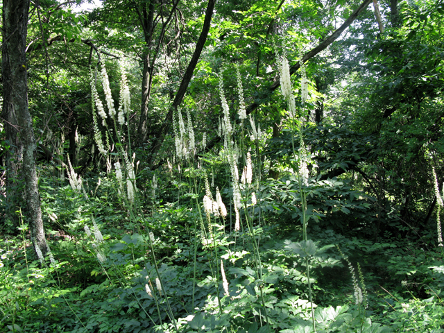 Actaea racemosa var. racemosa (Black cohosh) #27501