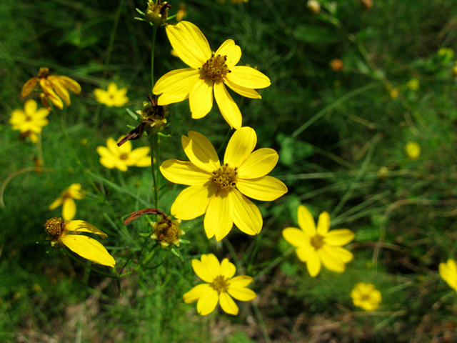 Coreopsis verticillata (Threadleaf coreopsis) #27502