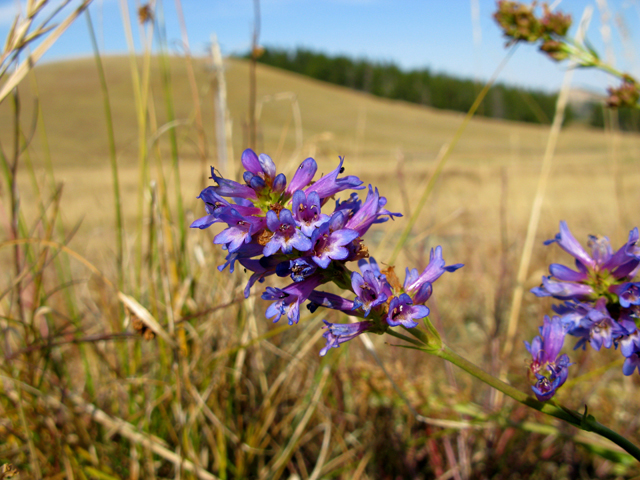 Penstemon virens (Front range penstemon) #27527