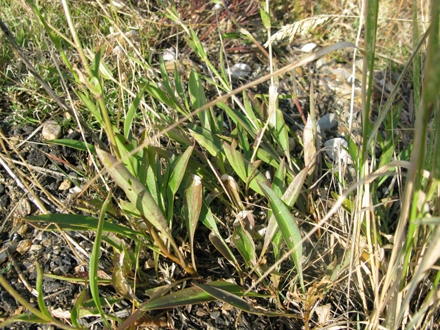 Penstemon virens (Front range penstemon) #27528