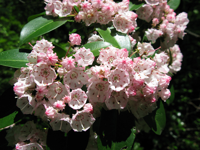 Kalmia latifolia (Mountain laurel) #27535