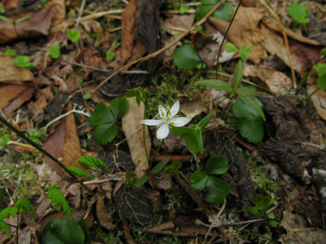 Coptis trifolia (Threeleaf goldthread) #27823